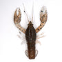 Nikko Craw - Japan Craw (#558)
