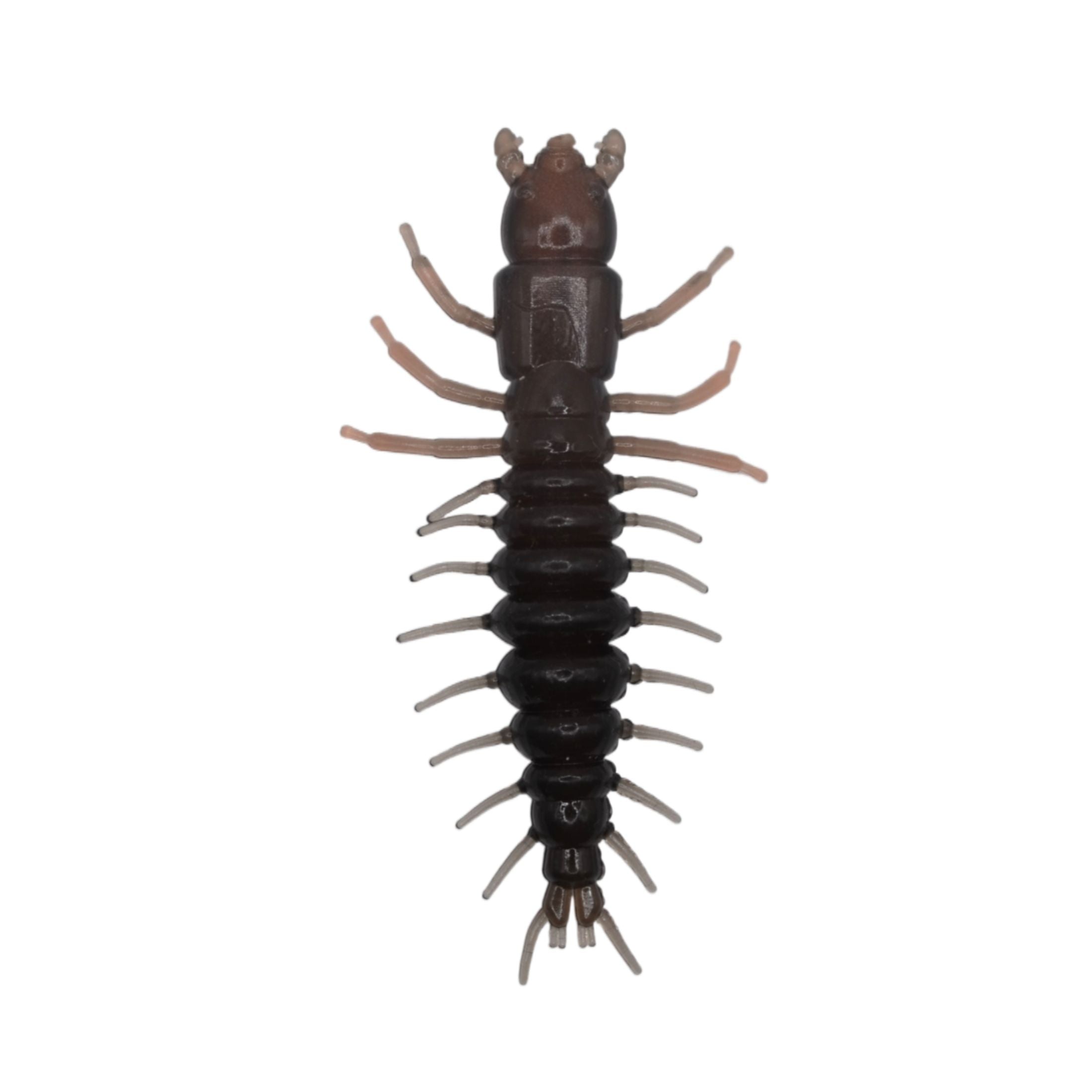 hellgrammites at Stroud: 'King Kong' of water insects - Natural Lands